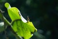 Small insect standing on a green leaf isolated on the black background Royalty Free Stock Photo