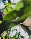 An small insect under a fresh greeny leaf Royalty Free Stock Photo