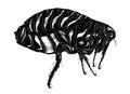 Small insect vermin jumping flea Royalty Free Stock Photo