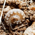 Small insect in wild life Royalty Free Stock Photo