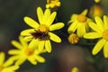 Small insect on yellow flowers