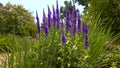 Small insects collect nectar on blue flowers Veronica, slider shot