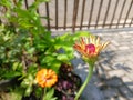 small insects flying over flower buds