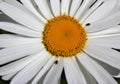 Small insects on a full bloom Shasta daisy