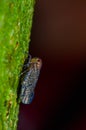 Small insects sitting on a green leaf in the amazon rainforest in Cuyabeno National Park, in Ecuador Royalty Free Stock Photo