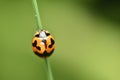 small insects attached to plants