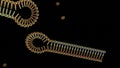 Hairpin RNA, Small interfering RNA or siRNA or short interfering RNA or silencing RNA