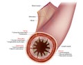 Small Intestine Diagram. Cross-section of a typical segment of the intestinal wall showing the layers: mucosa, submucosa Royalty Free Stock Photo