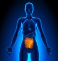 Small Intestine - Female Organs - Human Anatomy Royalty Free Stock Photo