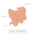 Small intestine