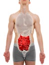 Small Intestine Male - Internal Organs Anatomy - 3D illustration