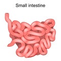 small Intestine