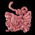 The small intestine