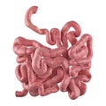 The small intestine