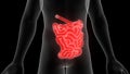 Small Intestine a Part of Human Digestive System System Anatomy 3d rendering Royalty Free Stock Photo