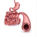 Small intestine and stomach anatomy