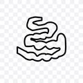 Small Intestine vector linear icon isolated on transparent background, Small Intestine transparency concept can be used for web an