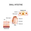 Small intestine with villi and epithelial cells