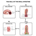 Small intestine wall anatomy
