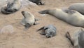 Small intruder from another group of fur seals disturbs everyone