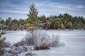 A small island with low pine tree in frozen swamp covered with snow.