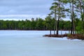 A small island with low pine trees in a frozen, snow-covered marsh. Purva hiking trail in a nature reserve, Estonia Royalty Free Stock Photo