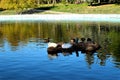 A small island in a park lake with waterfowl and turtles. Royalty Free Stock Photo