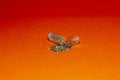 small isolated pill on an orange background that detaches and falls out of it gold glitter creative art pill