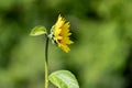 Small, isolated sunflower looking and facing right Royalty Free Stock Photo