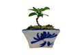 Small Ixora plant in a ceramic pot