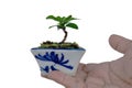 Small Ixora plant in a ceramic pot