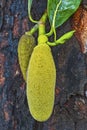 Artocarpus heterophyllus: Jack fruit Royalty Free Stock Photo