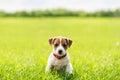 A small Jack Russel Terrier puppy on green lawn