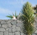 A small Jack Russel Terrier on a wall In lanzarote Spain