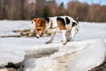 Small Jack Russell curious, exploring melting ice on thawing river in spring, her feet dirty from mud.