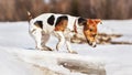 Small Jack Russell curious, exploring melting ice on thawing river in spring, her feet dirty from mud