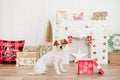 Small jack russell dog sitting by presents red box over christmas decoration at home or studio. Christmas time, december, white