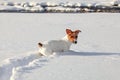 Small Jack Russell terrier crawling in deep snow, ice crystals on her nose and mouth, river in background