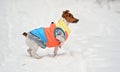 Small Jack Russell terrier dog in bright orange yellow and blue winter jacket standing on snow covered ground, curious, one leg up Royalty Free Stock Photo