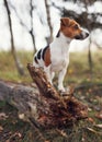 Small Jack Russell terrier dog on forest meadow, standing on fallen tree, looking to side