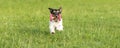 Tricolor cute small Jack Russell Terrier dog is holding a dumbbells in the catch outdoor. Doggz is runnig across a green meadow Royalty Free Stock Photo