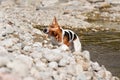 Small Jack Russell terrier dog, holding wooden stick in mouth, shaking her heat to dry wet fur spray drops in air Royalty Free Stock Photo