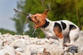 Small Jack Russell terrier dog, holding wooden stick in mouth, shaking her heat to dry wet fur spray drops in air, blurred stones Royalty Free Stock Photo
