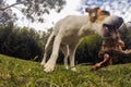 Small Jack Russell Terrier Dog With A Huge Bone Royalty Free Stock Photo