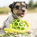 Small Jack Russell Terrier dog with its toy outdoors in nature on a stony ground