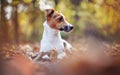 Small Jack Russell terrier dog resting on autumn leaves, looking to side, shallow depth of field photo with bokeh blurred trees in Royalty Free Stock Photo