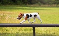 Small Jack Russell terrier dog running over tall wooden bridge ramp obstacle at agility training, blurred meadow in Royalty Free Stock Photo