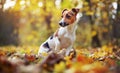 Small Jack Russell terrier dog sitting on autumn leaves, looking to side, shallow depth of field photo with bokeh blurred trees in Royalty Free Stock Photo