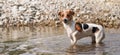 Small Jack Russell terrier dog walking in shallow river, cautious - one feet up. Her fur wet and dirty from swimming Royalty Free Stock Photo