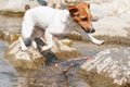 Small Jack Russell terrier playing in shallow river on sunny day, jumping from over stones, drops splashing around